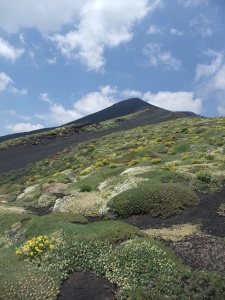 Floral blooms on desolate  ashy slopes